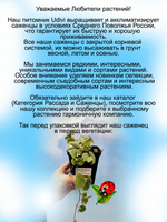 Яснотка крапчатая Серебристый Маяк Беакон Сильвер