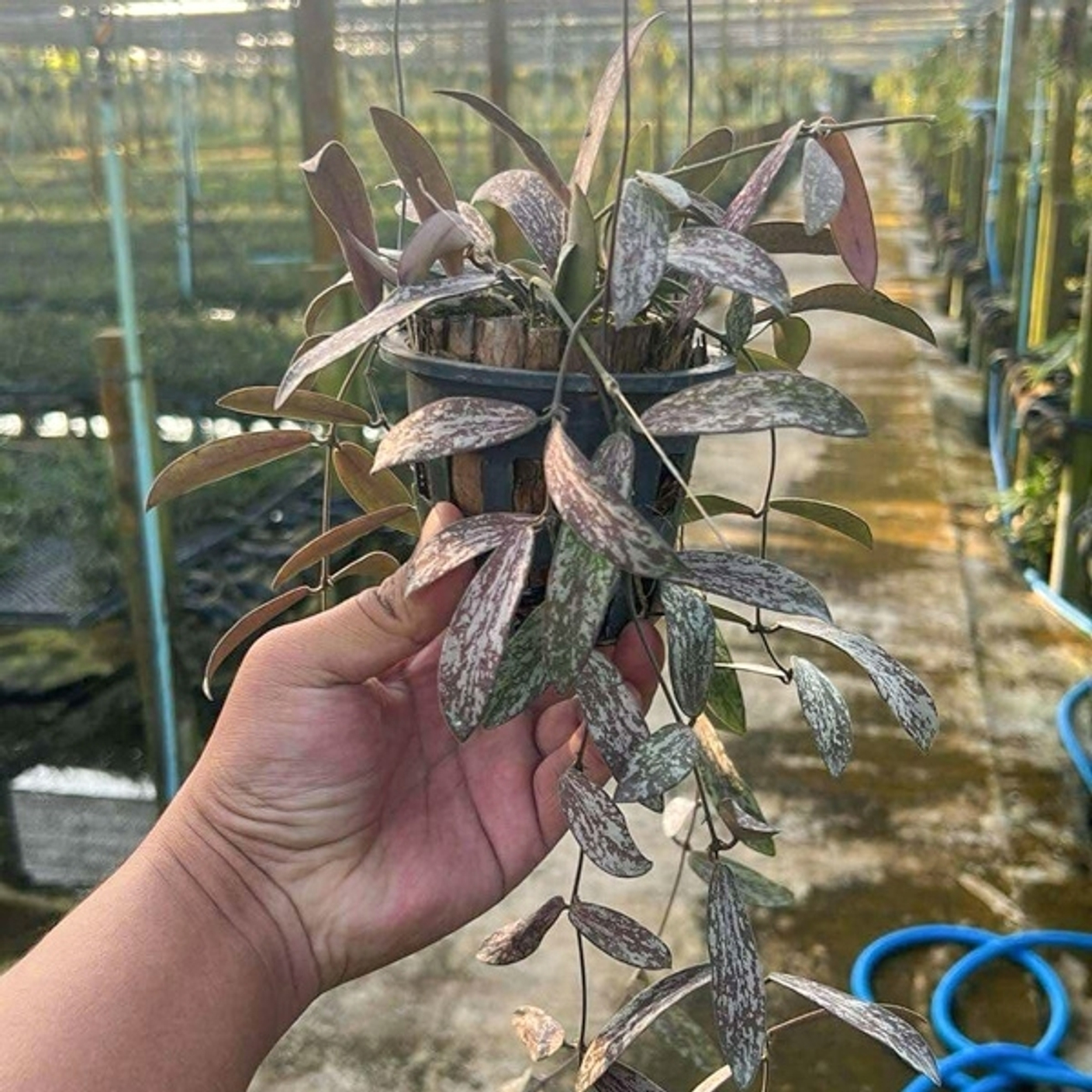 Пополнение в предзаказе хойи Таиланд S12