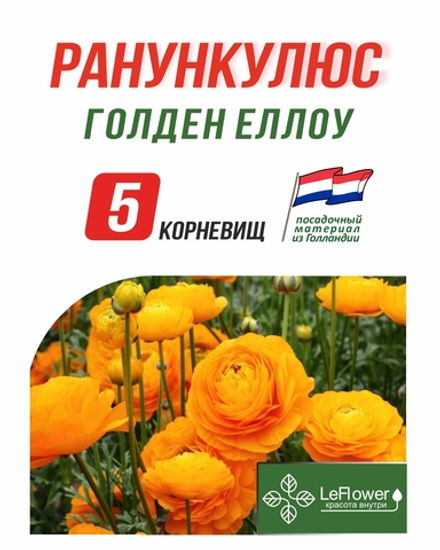 Корневище, Ранункулюс, Голден Еллоу, 5шт