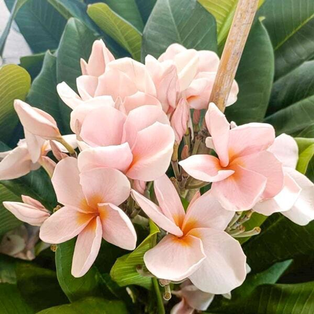 Плюмерия UDOMCHOK