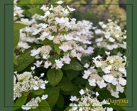 Гортензия метельчатая Дарума (Hydrangea paniculata `Dharuma`)
