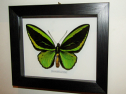 Бабочка Ornithoptera priamus