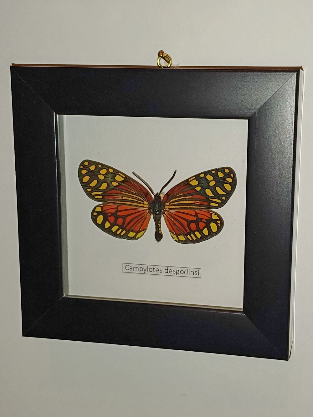 Бабочка Пестрянка Campylotes в рамке