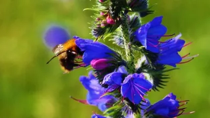 Иссоп лекарственный (трава)