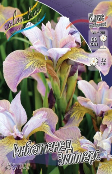 Ирис Сибирский Анбаттенед Зипперс