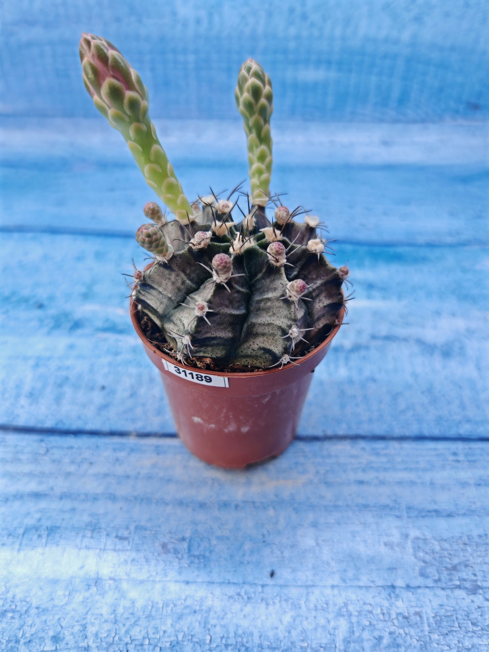 Gymnocalycium Friedrichii (Гимнокалициум)