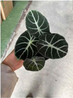 Алоказия Ninja д.11