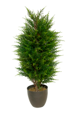 Кипарис в кашпо
