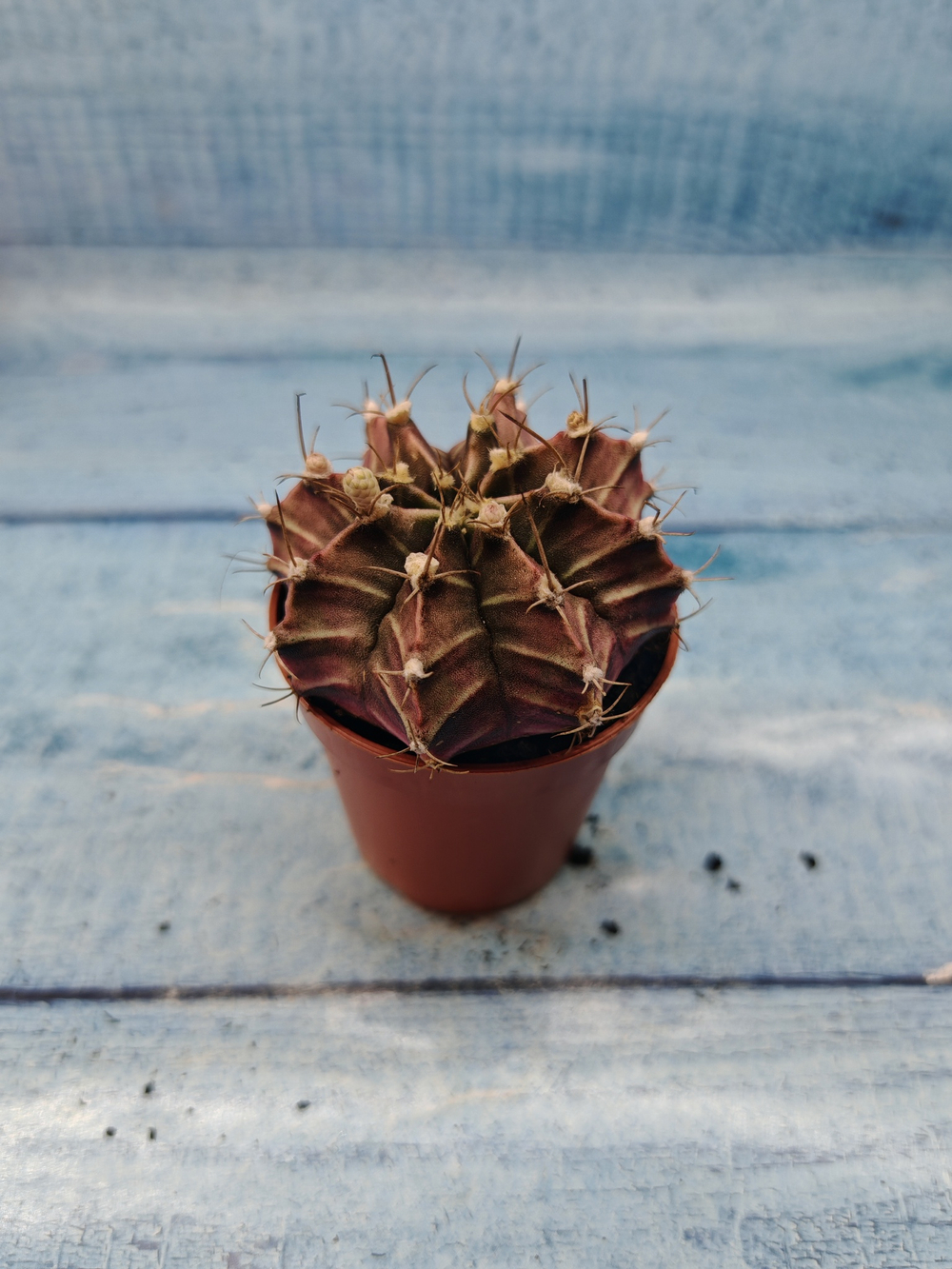Gymnocalycium Friedrichii (Гимнокалициум)