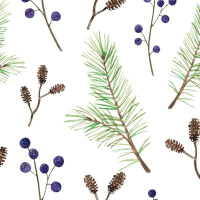 Сосна и черника