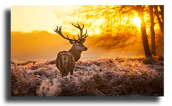 Постер "Одинокий олень"