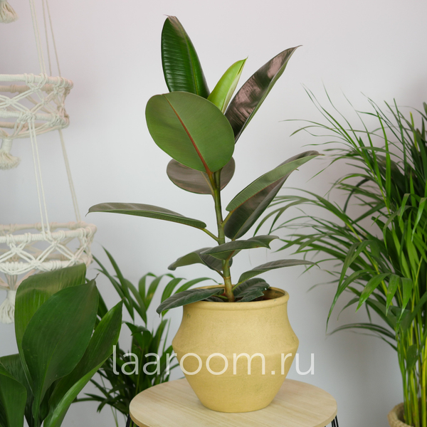 Фикус Эластика Робуста 17/50