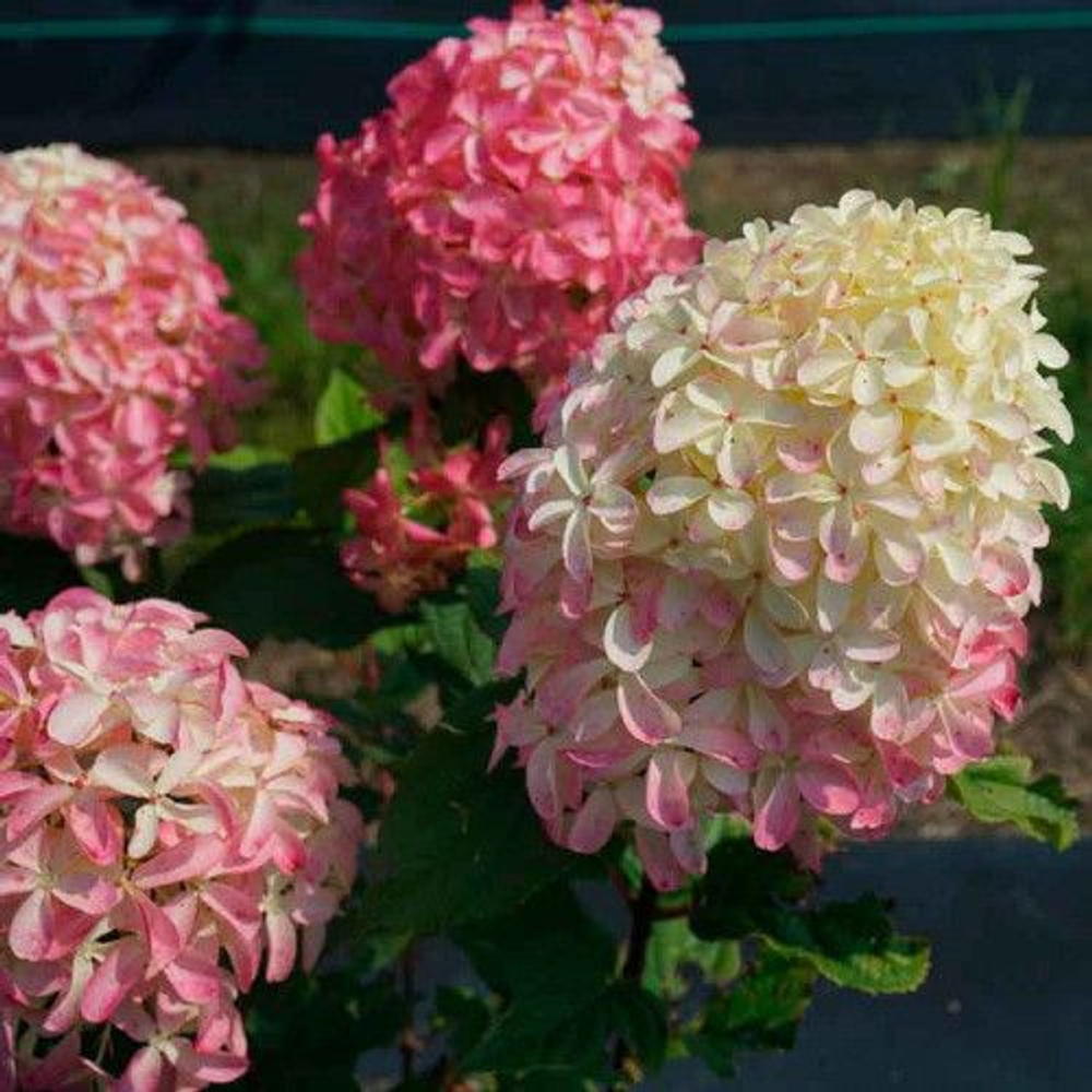 Гортензия метельчатая Квик Файер Фаб (Hydrangea paniculata ''Quick Fire Fab')