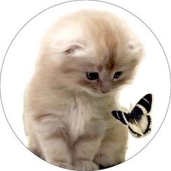 Вышивка крестиком "Милый котенок с бабочкой", 21х21 см