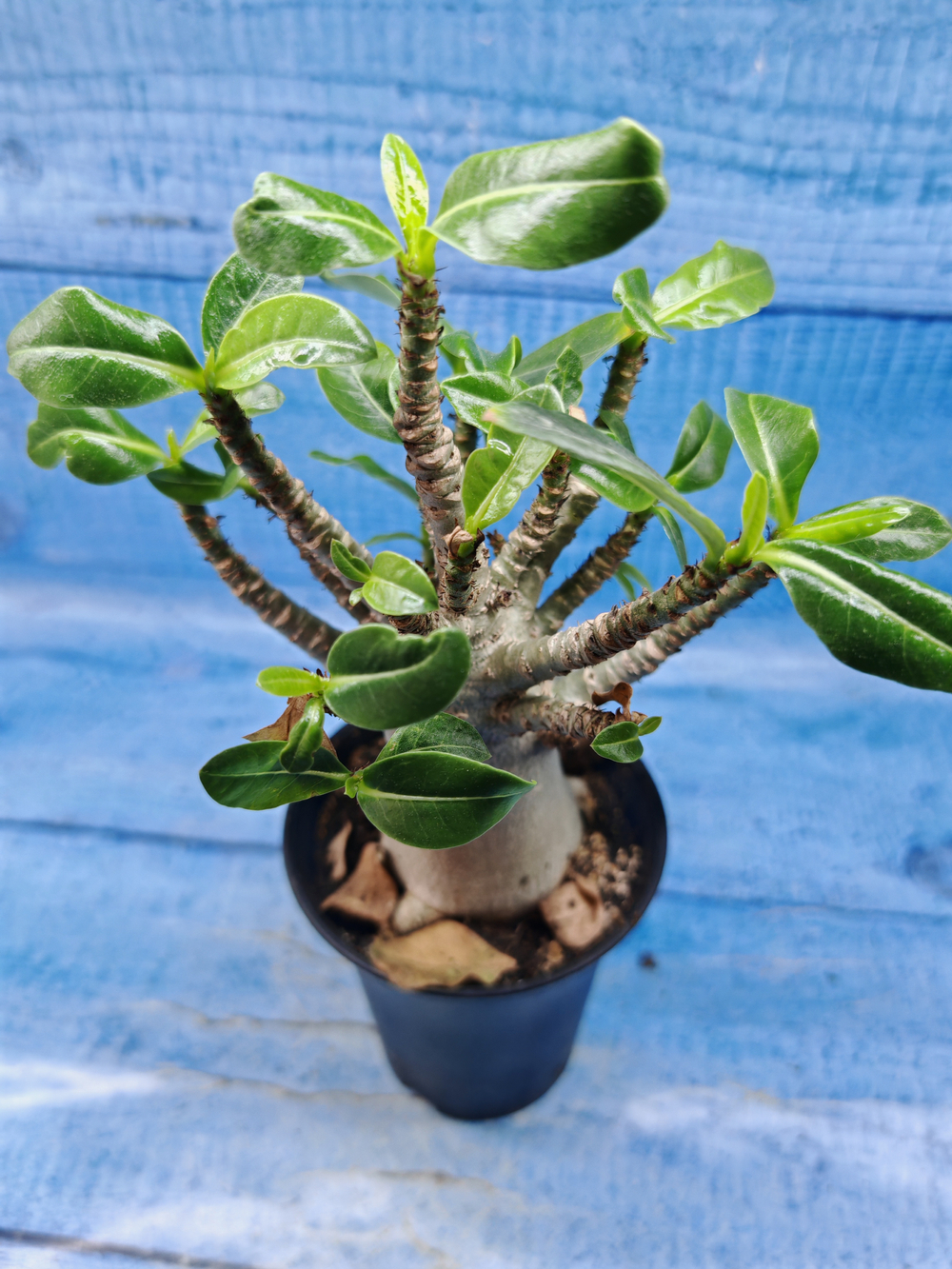 Adenium Baobab (Адениум)