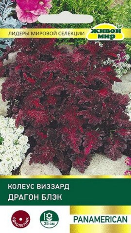 Колеус "ЖМ. Bиззapд Дpaгoн Блэк" 10шт, США.
