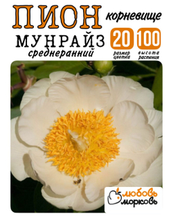 Пион Корневище, Мунрайз, 1-3почки, 1шт (Любовь Морковь)