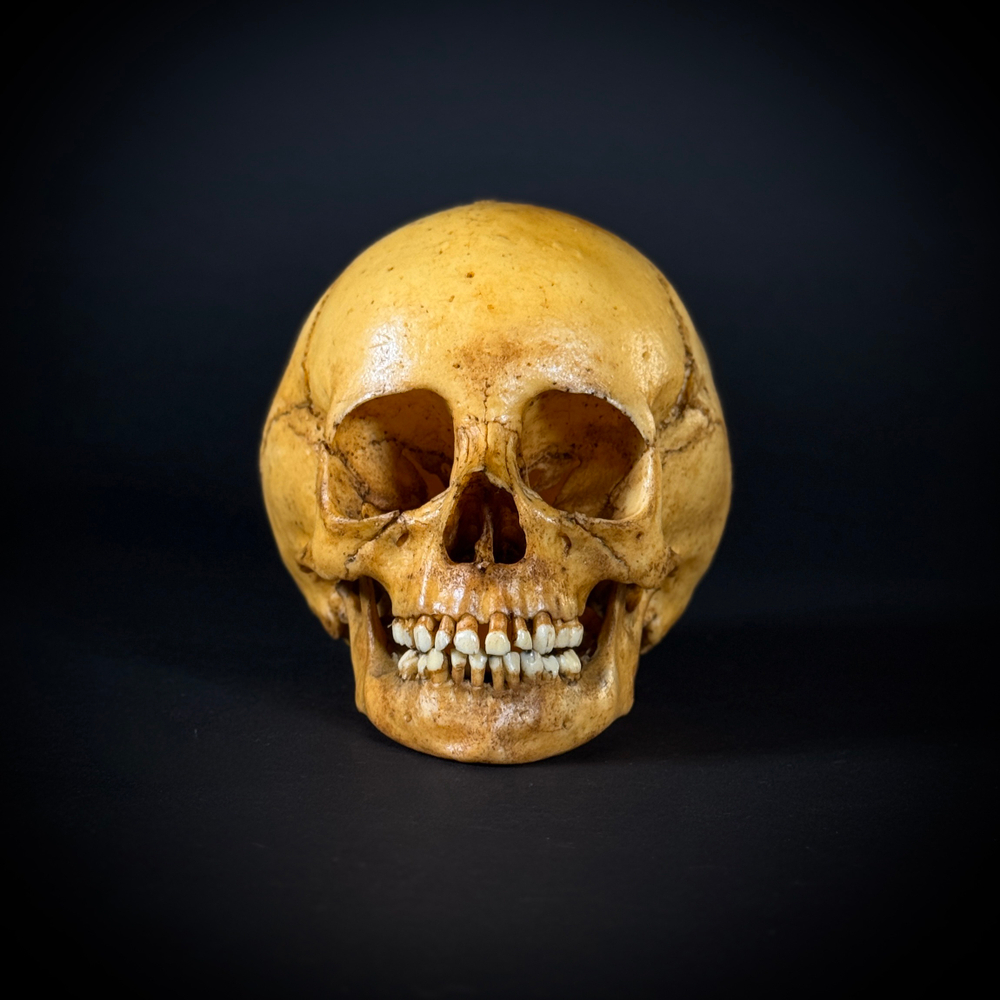Череп человека ребёнок (анатомическая модель)