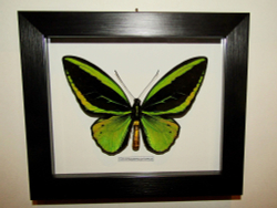 Бабочка Ornithoptera priamus