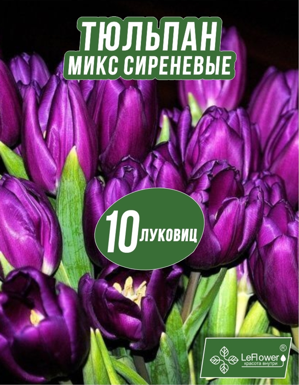 Тюльпан Луковица, Микс сиреневых сортов, 10шт