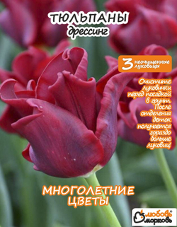 Тюльпан Луковица, Дрессинг, 3+шт