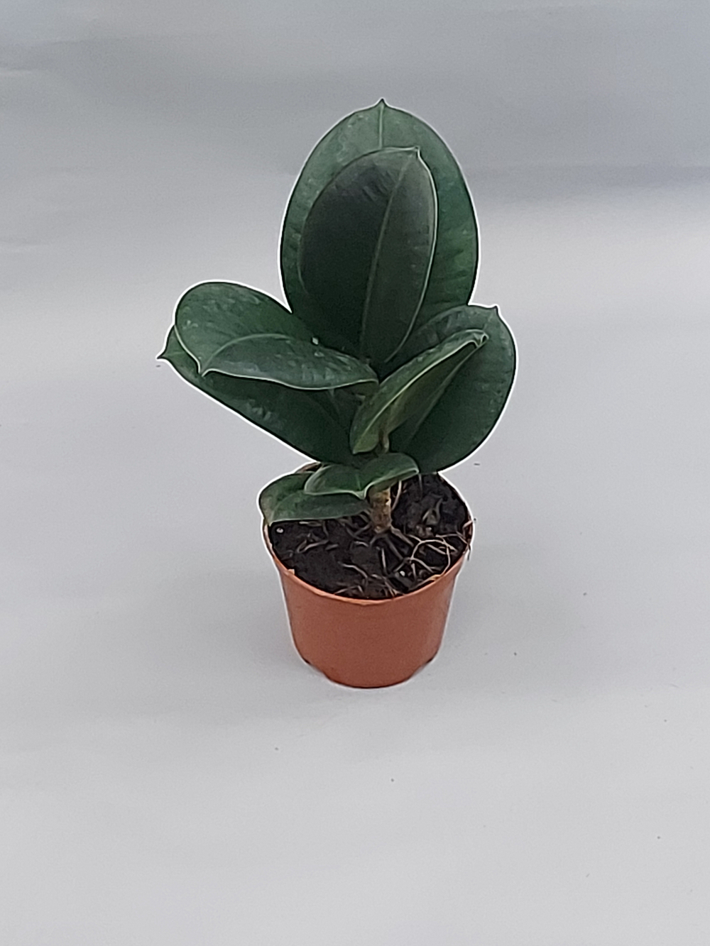 Фикус Робуста