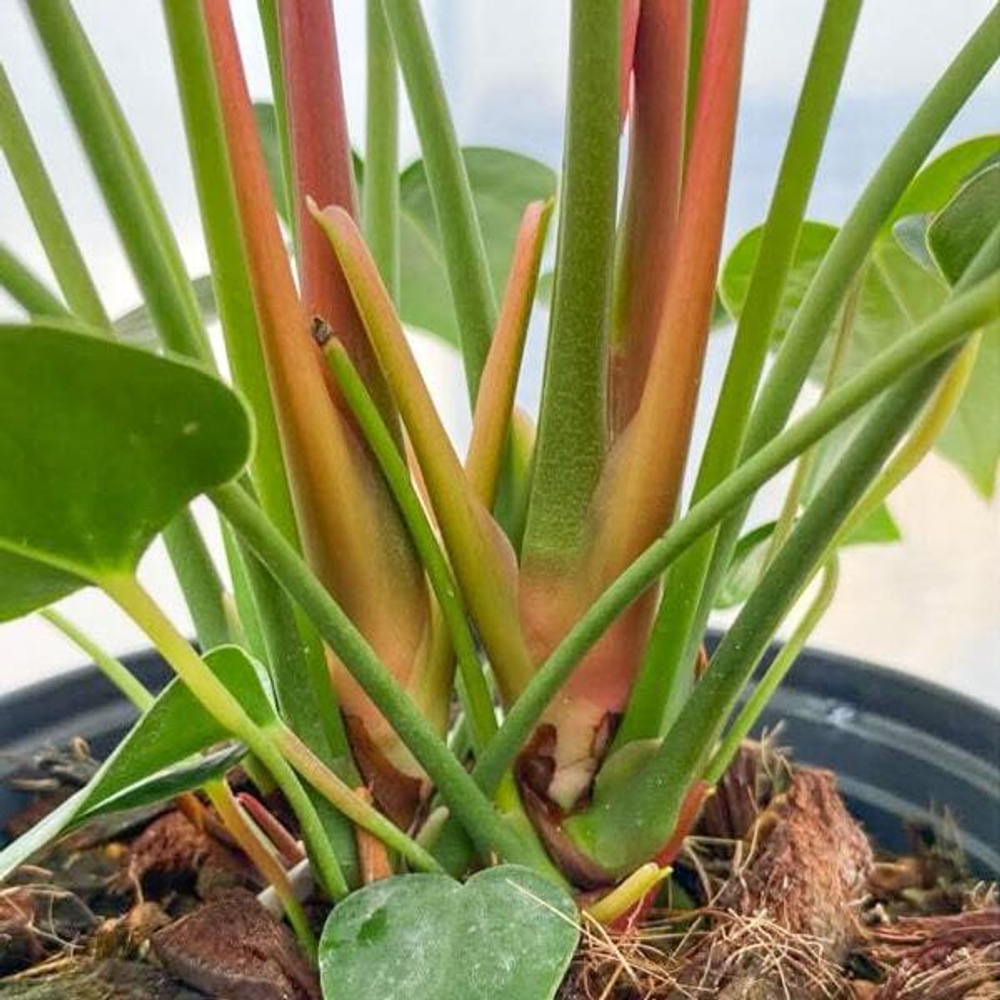 Антуриум Андре IDAHO