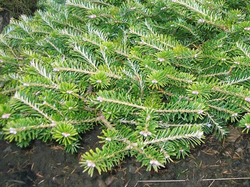 Пихта корейская Флигенде Унтертас Р9 10-15см Закупка М62 апрель-май 2026