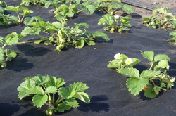 Укрывной материал.PRIVAL  (АгроСпанбонд СУФ -60 черный,2,1х10м)