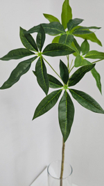 Пахира / Арт 3075