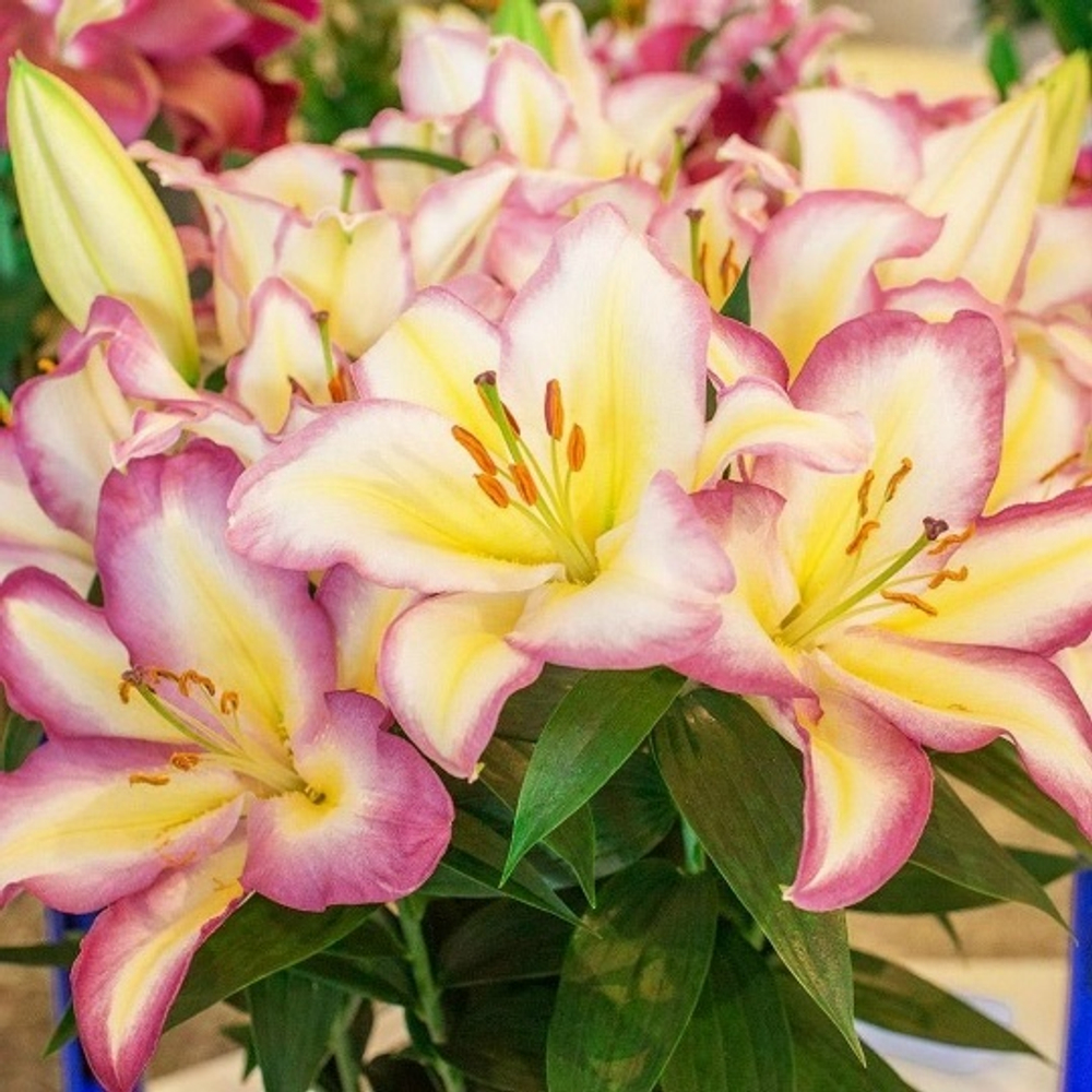 Лилия Primrose Hill (Восточный гибрид)