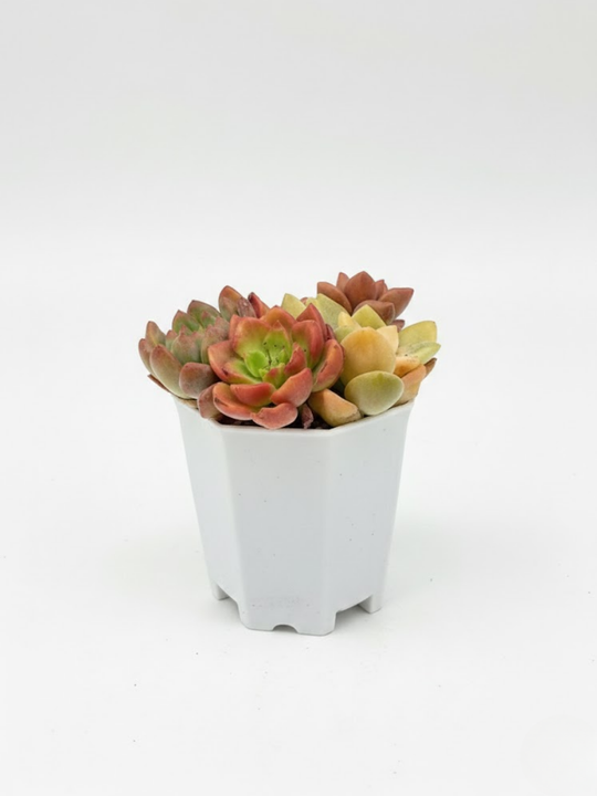 Суккулент микс д. 7