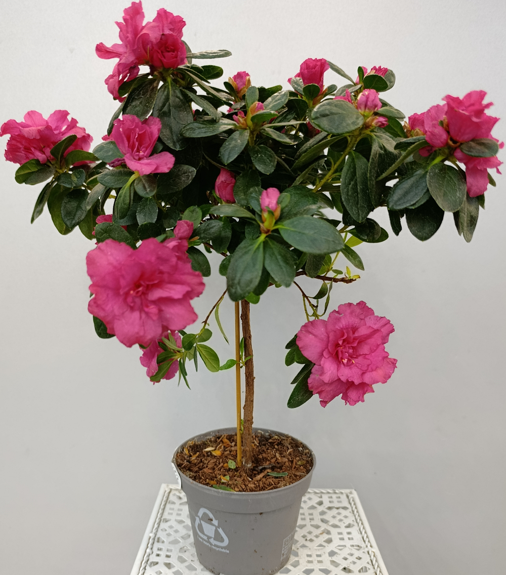 Азалия на стволе