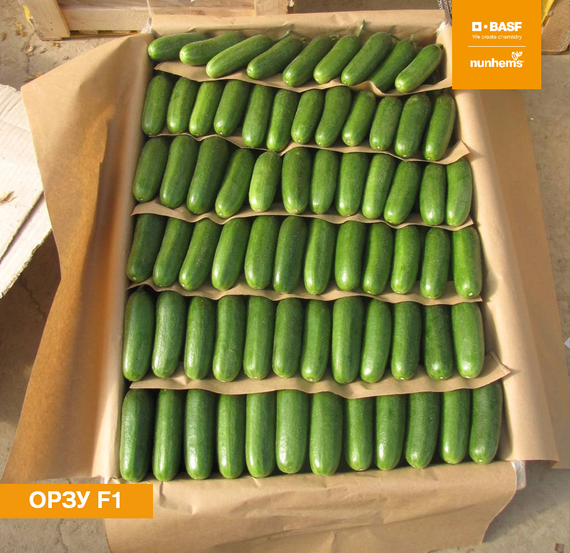 ОРЗУ F1 семена огурца Nunhems купить – фото 2