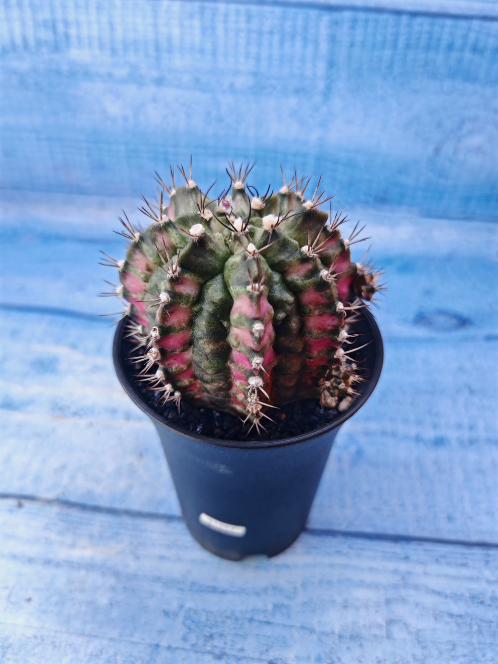 Gymnocalycium T-Rex Pink hybride (Гимнокалициум T-rex)