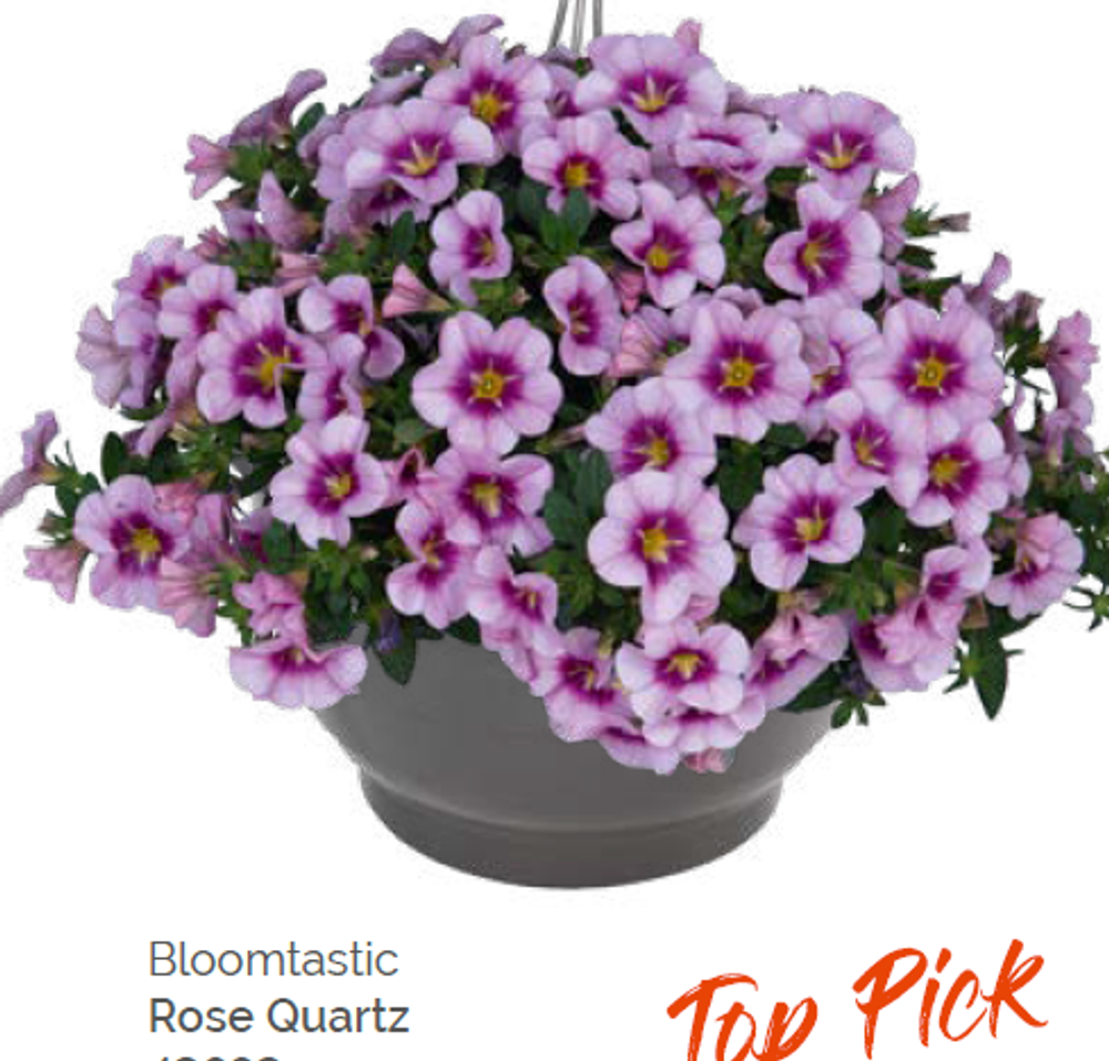 Калибрахоа Bloomtastic Rose Quarts укорененный черенок ОКС февраль 26 Dummen Orange