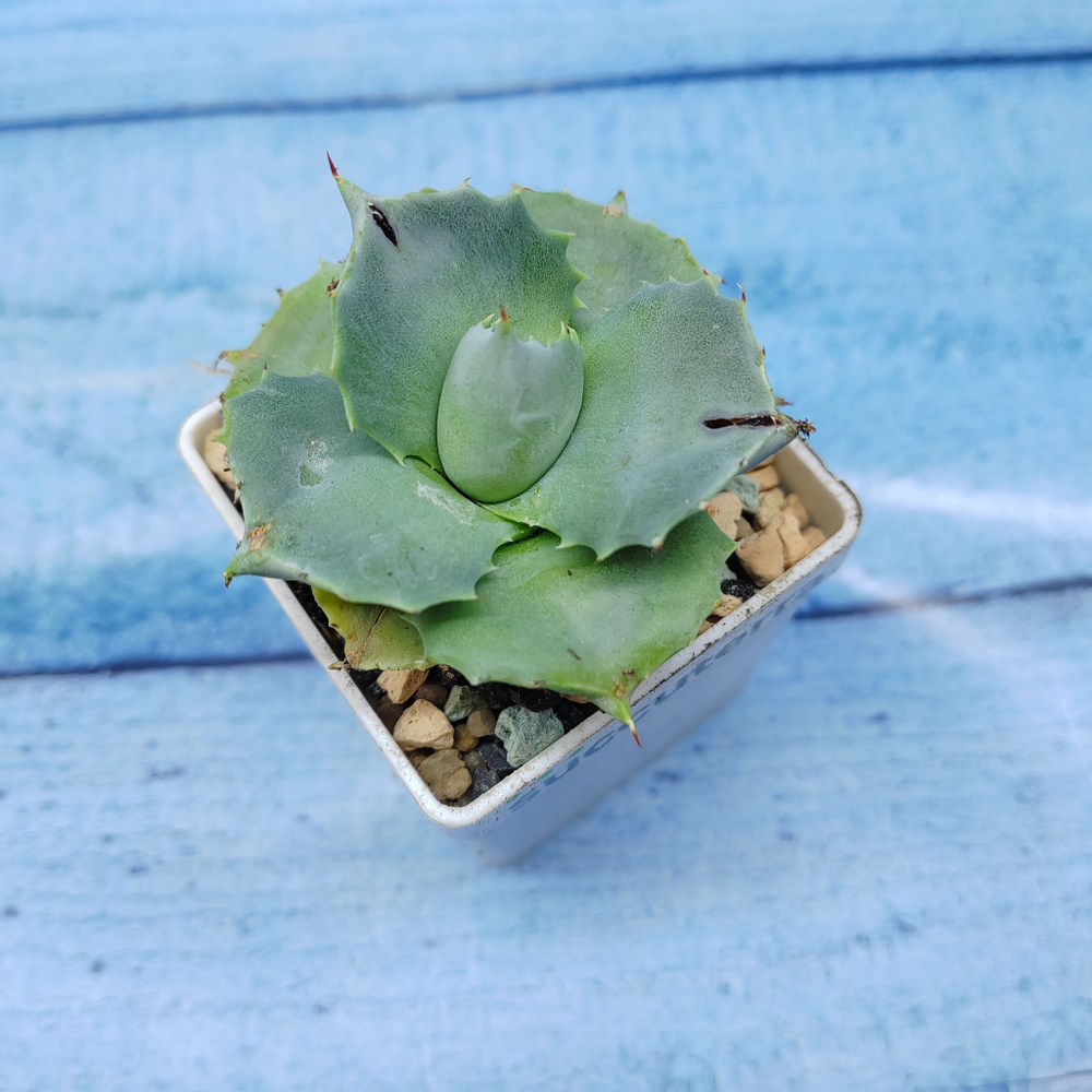Agave Potatorum Shoji-Raijin (Агава)
