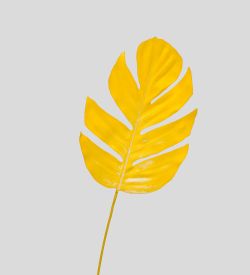 TR 571L Филодендрон