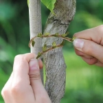 Веревка декоративная «Листочек» 5м для подвязки растений