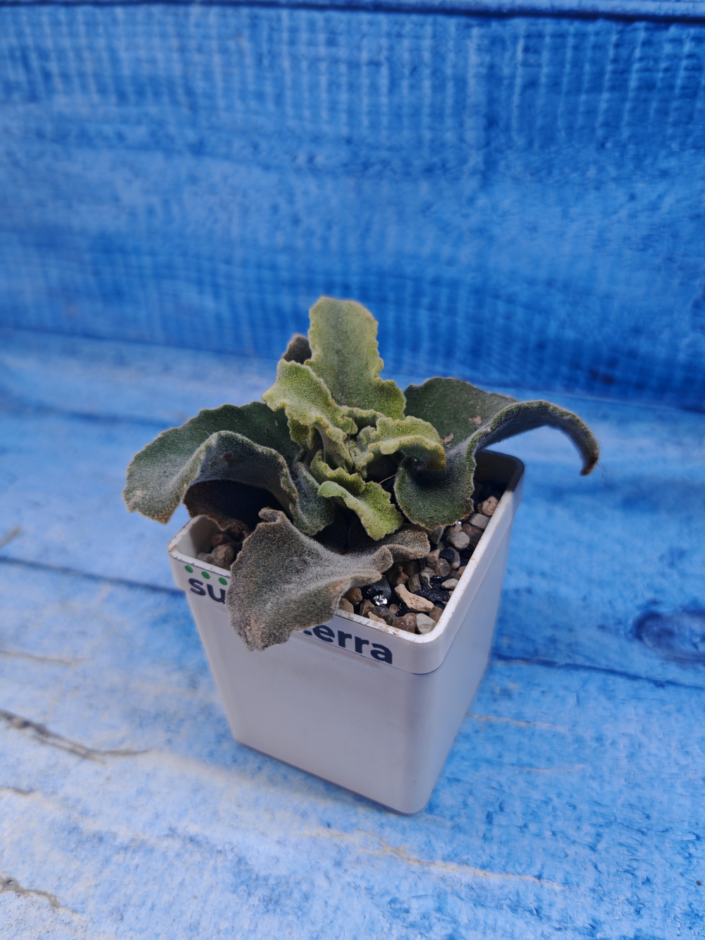 Kalanchoe Maltese Cross (Каланхоэ)