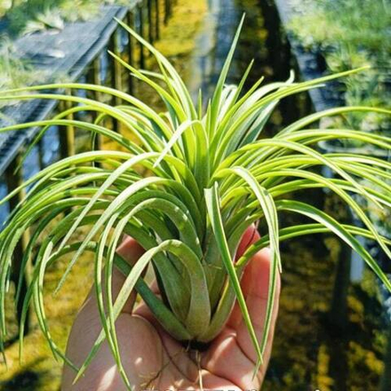 Тилландсия Victoria (ionantha x brachycaulos) R