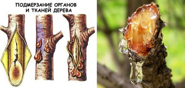 Камедетечение у вишни, сливы и абрикоса: как распознать, вылечить и предотвратить