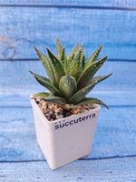 Haworthia Reticulata (Хавортия)