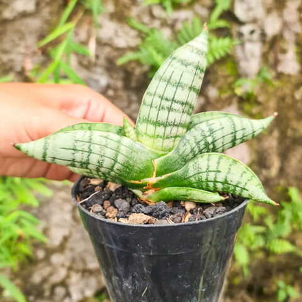 Сансевиерия GAGAH