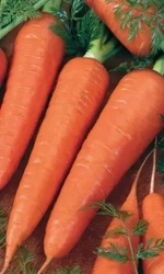 Семена Морковь Красный Великан (Роте Ризен) 1500 шт (Марс) Б/П