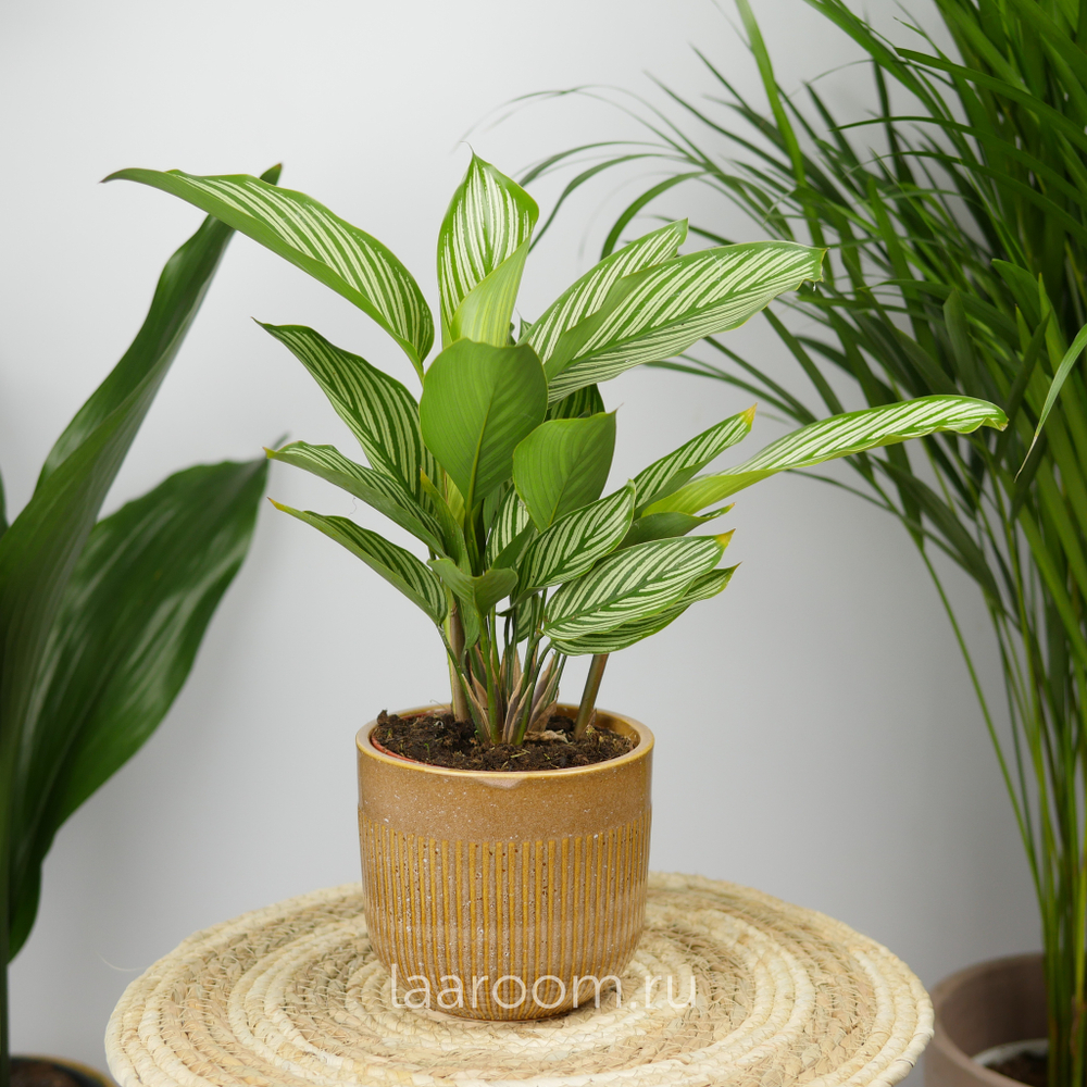 Калатея Виттата 12/35