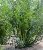 Марафон семена укропа (Гавриш)