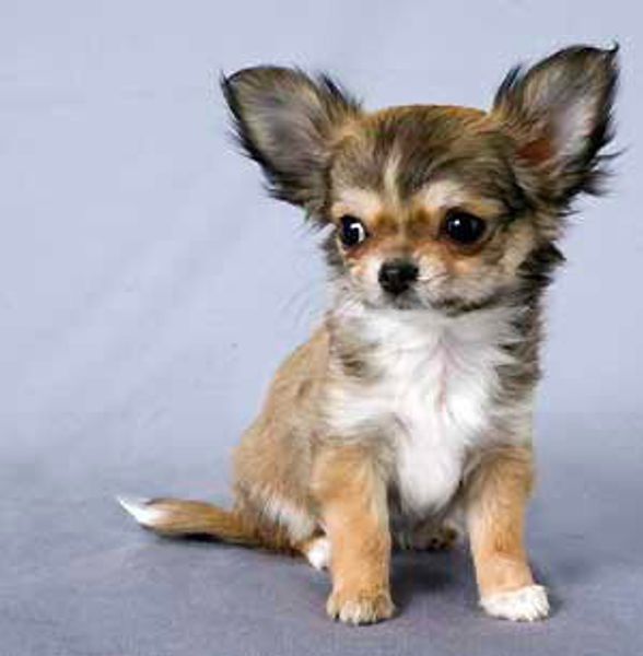 Китайский императорский хин Китайский императорский хин