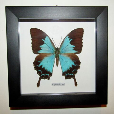 Бабочка Papilio ulysses самка в рамке