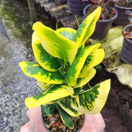 Кротон BOR THONG – GOLDEN MINE